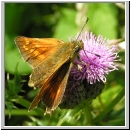 Ochlodes sylvanus - Rostfarbiger Dickkopf w01.jpg